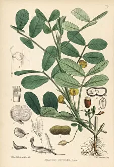 Arachis Gallery: Ground nut, peanut or oil nut, Arachis hypogaea