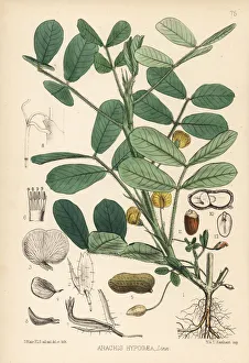 Groundnut Collection: Ground nut, peanut or oil nut, Arachis hypogaea