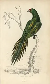 Psittacus Prints: Ground parrot, Pezoporus wallicus