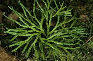 Taiga Prints: Ground Pine / Clubmoss - in spring