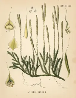 Ground pine, Lycopodium clavatum