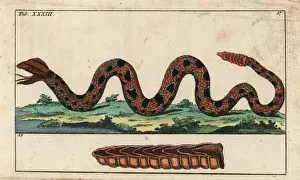 Rattle Prints: Ground rattlesnake, Sistrurus miliarius