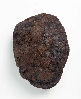 Theria Gallery: Ground sloth droppings or coprolite