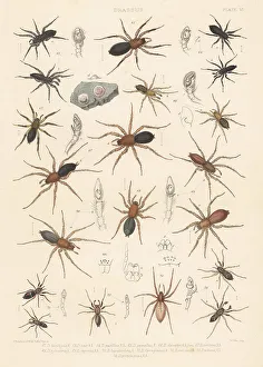 Spider Prints: Ground spiders