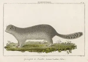 Ground Squirrel
