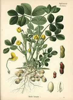 Hypogaea Gallery: Groundnut or peanut, Arachis hypogaea