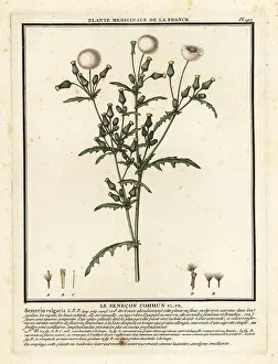 Colour Printing Prints: Groundsel, Senecio vulgaris