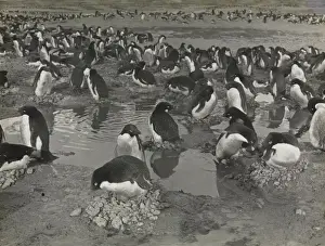 Group of Adeliee Penguins, Cape Adare