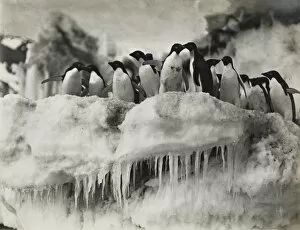 Seabird Gallery: Group of Adeliee Penguins, Cape Adare