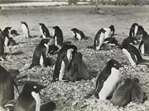 Adelie Gallery: Group of Adeliee Penguins feeding their young