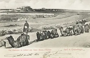 A group of Camels at the Sweet Waters of Europe