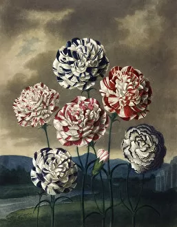 Latest Fine Art Gallery: A Group of Carnations