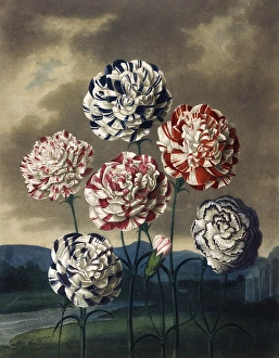 Latest Fine Art Gallery: A Group of Carnations