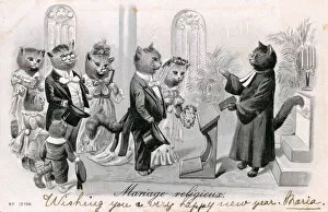 Bridegroom Gallery: Group of cats at a wedding in a church on a French postcard