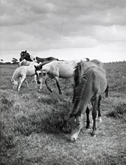 Foal Prints: Group of Dartmoor ponies, Devon Date: 1960