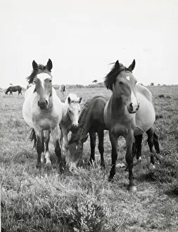 Foal Prints: Group of Dartmoor ponies, Devon Date: 1962