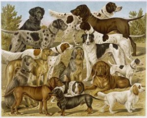 Breeds Collection: Group of Many Dogs