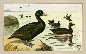 Group of ducks
