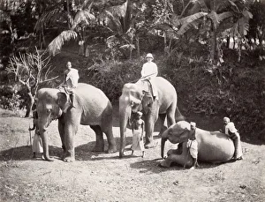 Group of elephants, baby elephant, Ceylon, Sri Lanka