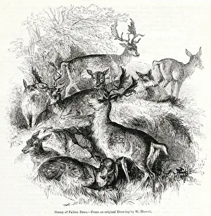 Images Dated 14th October 2019: Group of fallow deer