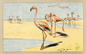 Flamingoes Prints: Group of flamingoes