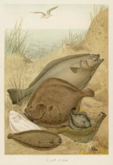 1895 Collection: A Group of Flat Fish