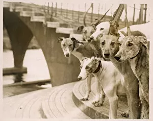 1932 Collection: A Group of Greyhounds
