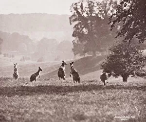 Photograph Gallery: Group of Kangaroos by Gambier Bolton