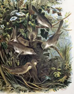 Vertebrates Prints: Group of Lesser Whitethroats. Engraving after