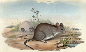 Images Dated 16th April 2012: A group of mice feeding in the desert
