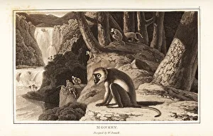 A group of monkeys foraging on a river bank, South Africa