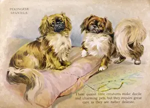 Group of Pekingese / 1918