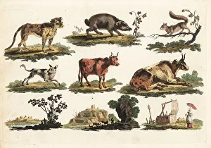 Boar Prints: Group of rustic animals, 18th century