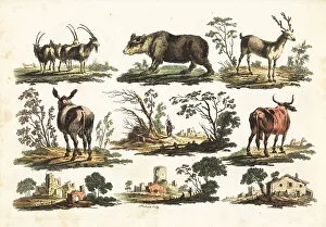 Farmhouse Prints: Group of rustic animals, 18th century