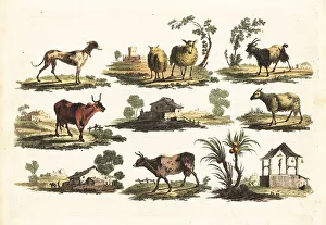 Group of rustic animals, 18th century