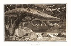 Communal Prints: A group of sociable weaver birds and their communal nest