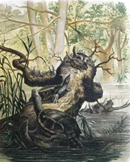 Turtles Prints: Group of turtles. Engraving after a drawing by