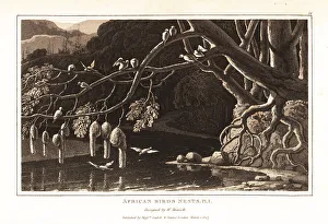 Retort Prints: A group of weaverbirds and their hanging nests