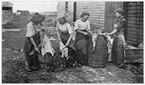Preparation Collection: A group of women standing over a couple of barrels cleaning fish. Date: 1908