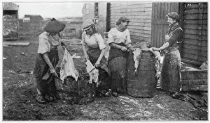 Prepare Prints: A group of women standing over a couple of barrels cleaning fish. Date: 1908