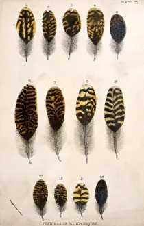 Grouse Prints: Grouse Feathers