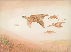 Grouse in flight British Birds Watercolour painting