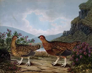 Watercolour Gallery: Grouse, male and female Red Grouse Lagopus lagopus