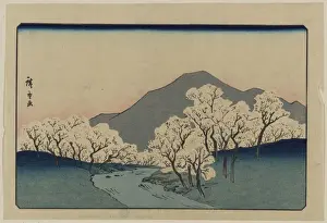 A Grove of Cherry Trees