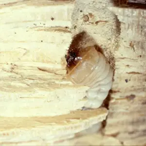 Larvae Prints: Grub of a house long-horn beetle