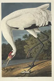 Grus americana, whooping crane
