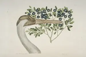 Grus americana, whooping crane