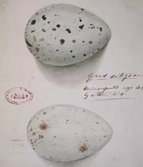 Gruiformes Collection: Grus anigone, Sarus crane eggs