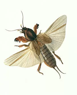 Curtis Collection: Gryllotalpa gryllotalpa, mole cricket