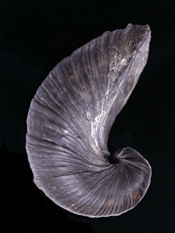 Bivalve Collection: Gryphaea dilatata, devils toenail